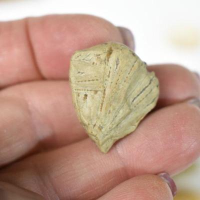 Lot B-170:  Antique Arrow Heads