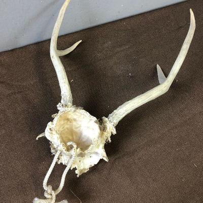 Lot #43 2 point deer skull and antlers