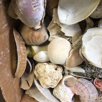 Lot # 200 Sea Shells, Real!