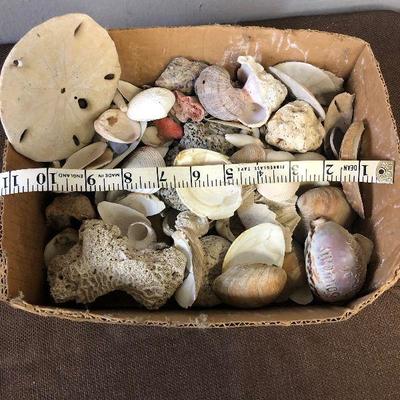 Lot # 200 Sea Shells, Real!