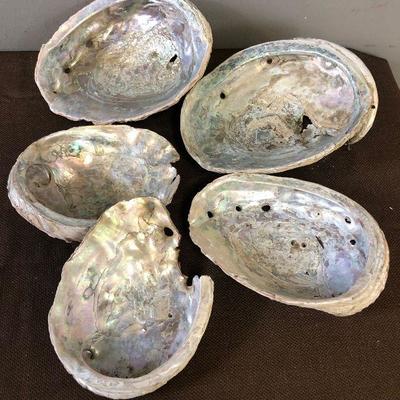 Lot # 201 5 Abalone shells 