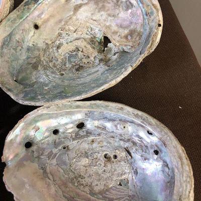 Lot # 201 5 Abalone shells 