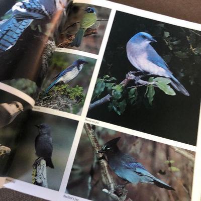 Lot # 227 Audubon society Encyclopedia of North American Birds Book