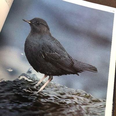 Lot # 227 Audubon society Encyclopedia of North American Birds Book