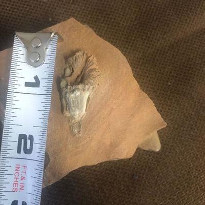 Lot # 257 Fossil in sand stone 