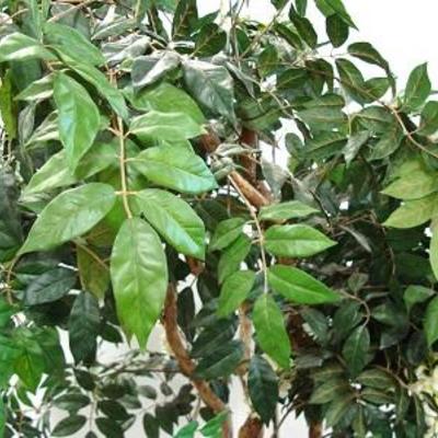 Lot 1017 B - Imitation Tree for Home or Office