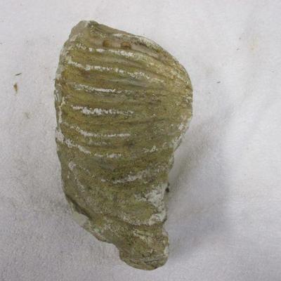 Lot 27 - Large Mammoth Tooth Fossil 10