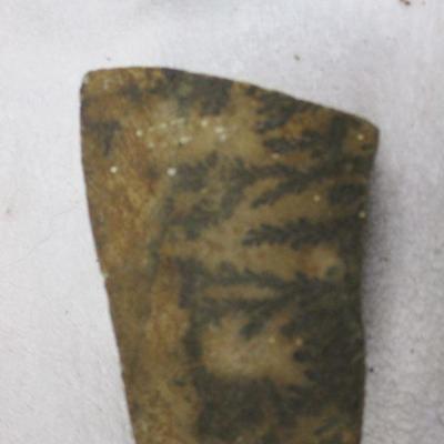 Lot 31 - Fossil With Plant Detials