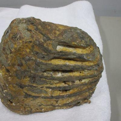 Lot 50 - Fossil