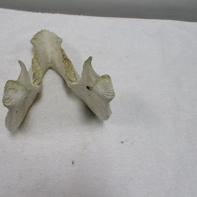 Lot 69 - Animal Jaw Bone & Teeth