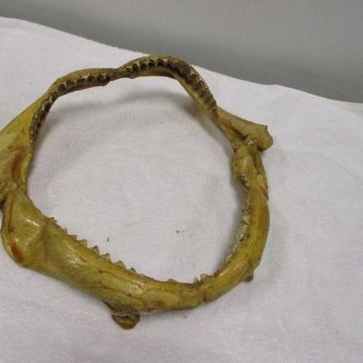 Lot 70 - Shark Jaw Bone & Teeth Taxidermy