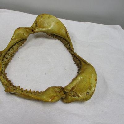 Lot 70 - Shark Jaw Bone & Teeth Taxidermy