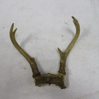 Lot 82 - Antlers 