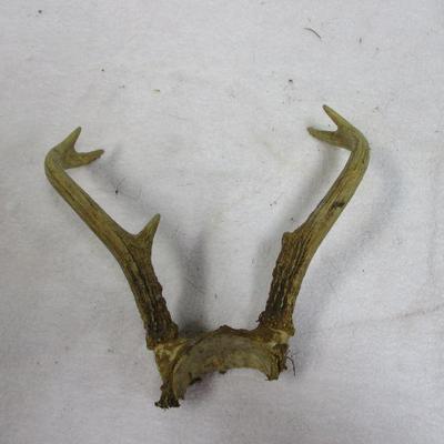Lot 82 - Antlers 