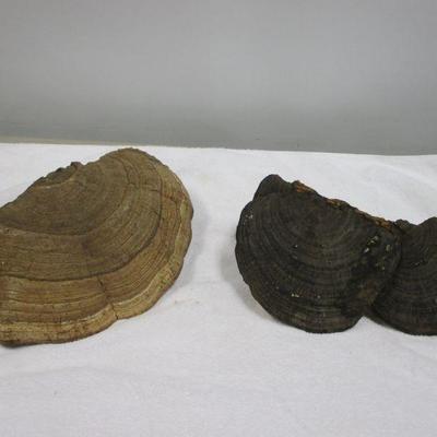 Lot 90 - Tree Conk Shelf Mushroom 16