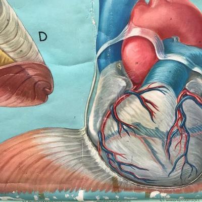 #106 - Vintage Denoyer Geppert Anatomy Series K L 5 "The Heart" Chart