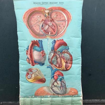 #106 - Vintage Denoyer Geppert Anatomy Series K L 5 "The Heart" Chart