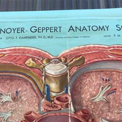 #106 - Vintage Denoyer Geppert Anatomy Series K L 5 "The Heart" Chart