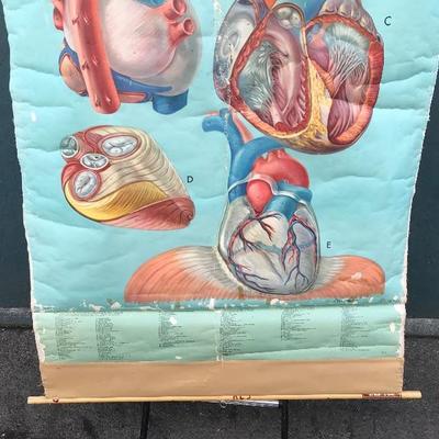 #106 - Vintage Denoyer Geppert Anatomy Series K L 5 "The Heart" Chart