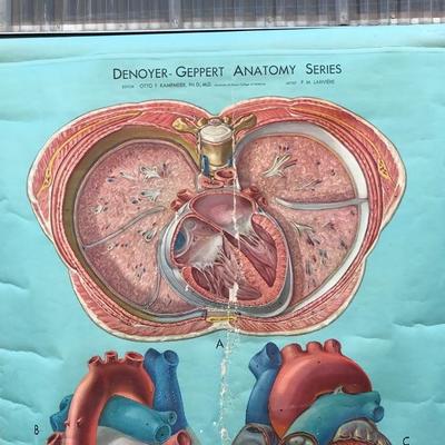 #106 - Vintage Denoyer Geppert Anatomy Series K L 5 "The Heart" Chart