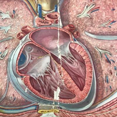 #106 - Vintage Denoyer Geppert Anatomy Series K L 5 "The Heart" Chart