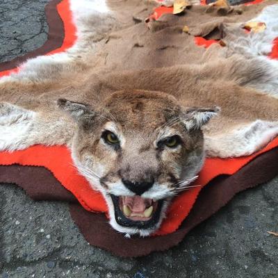 #126 - Vintage Cougar Pelt Rug on Felt