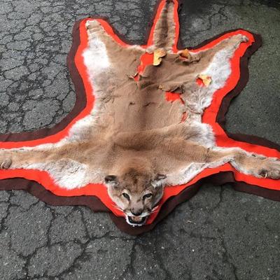 #126 - Vintage Cougar Pelt Rug on Felt