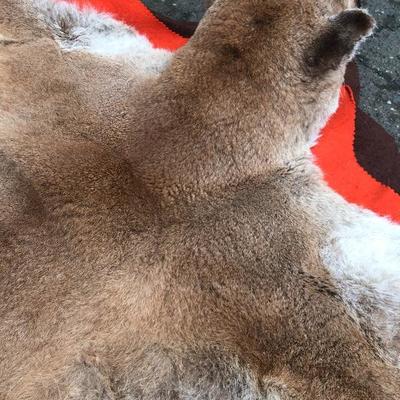 #126 - Vintage Cougar Pelt Rug on Felt