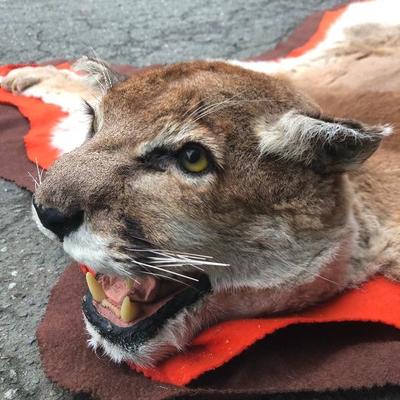 #126 - Vintage Cougar Pelt Rug on Felt