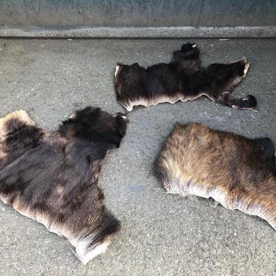 #12 - Group of Three Small Thick Pelts