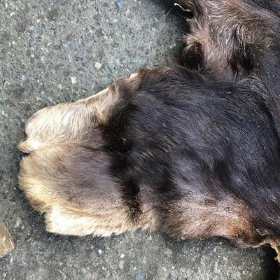 #12 - Group of Three Small Thick Pelts