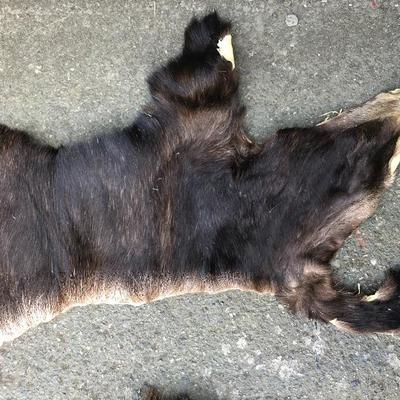 #12 - Group of Three Small Thick Pelts