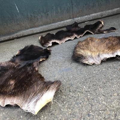 #12 - Group of Three Small Thick Pelts