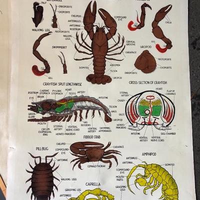 Collection of Vintage Posters