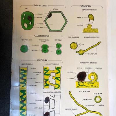 Collection of Vintage Posters