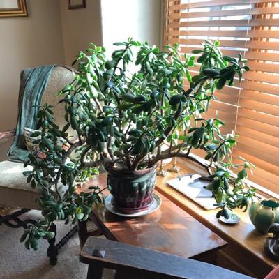 12 Year Old Jade Plant