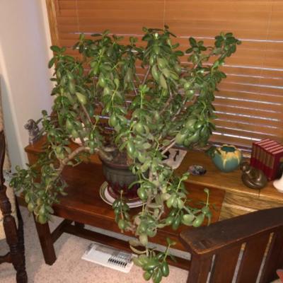 12 Year Old Jade Plant
