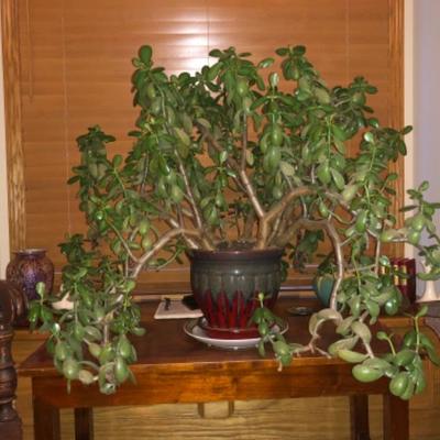 12 Year Old Jade Plant