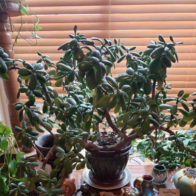 12 Year Old Jade Plant