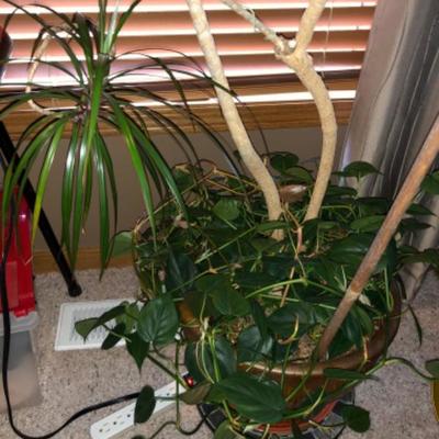 32-yo Dracena Tree House Plant