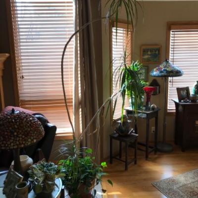 32-yo Dracena Tree House Plant