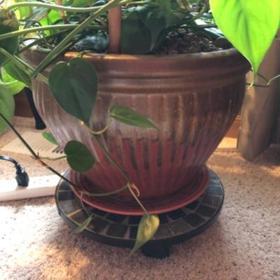 32-yo Dracena Tree House Plant