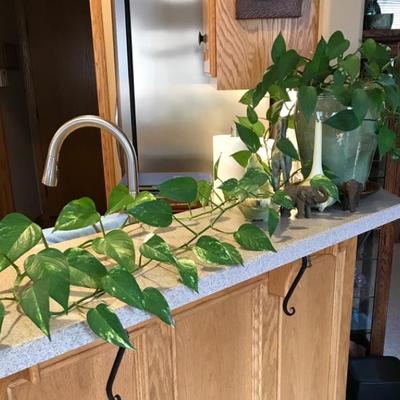 Ivy Houseplant in Nice Green Pot