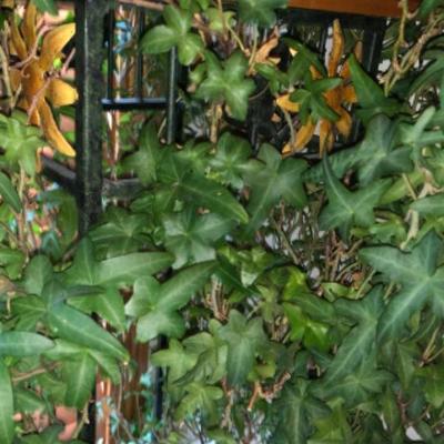 14-Year-Old Beautiful Thriving Ivy 
