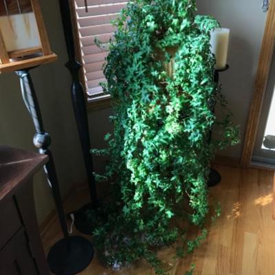 14-Year-Old Beautiful Thriving Ivy 