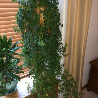 14-Year-Old Beautiful Thriving Ivy 