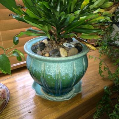 32-Year-Old Houseplant