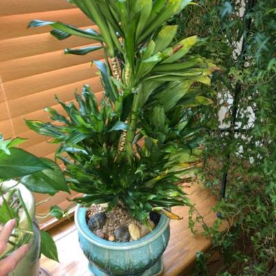 32-Year-Old Houseplant