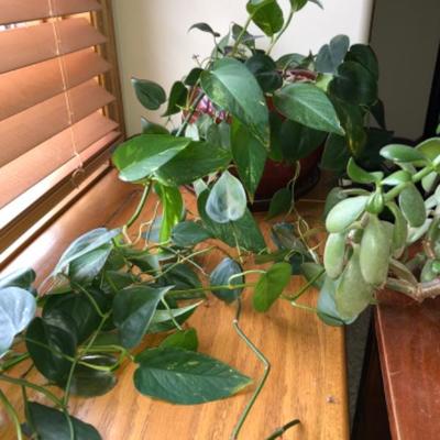 Healthy Ivy in Attractive Burgundy Pot
