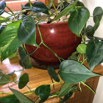 Healthy Ivy in Attractive Burgundy Pot